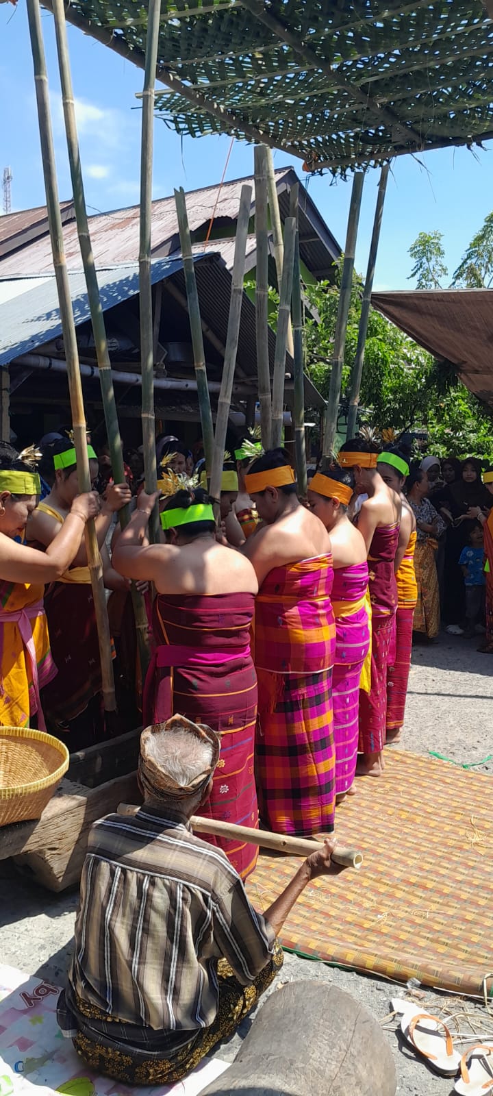 Masyarakat Adat Bayan Gelar "Menutu" Padi Sambut Maulid Adat